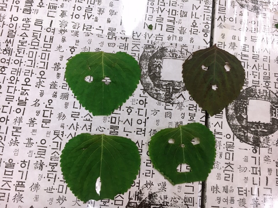 사회사업프로그램 - 건강체조교실